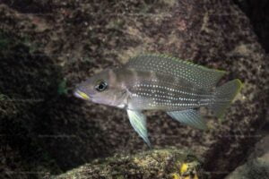 Les biotopes ; intermédiaire, sableux et les conchylicoles (lac Tanganyika) 3 Neolamprologus tetracanthus