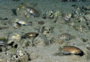 Neolamprologus brevis neolamprologus brevis kalilani