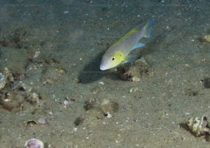 neolamprologus cunningtoni a