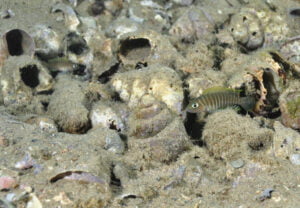 Neolamprologus similis neolamprologus similis kalilani