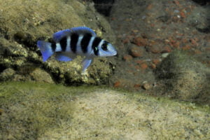 Neolamprologus tretocephalus