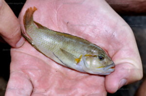 Telmatochromis donthi telmatochromis donthi a