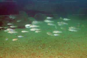 Xenotilapia boulengeri et Grammatotria lemairii Xenotilapia boulengeri et Grammatotria lemairii