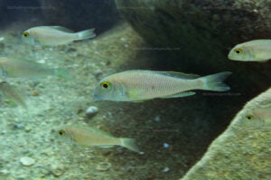 Xenotilapia boulengeri Xenotilapia boulengeri
