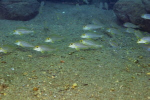 Xenotilapia boulengeri xenotilapia boulengeri helembe bi a