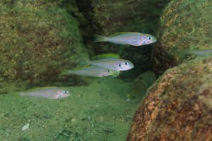 Xenotilapia flavipinnis xenotilapia flavipinnis kas bi b