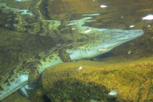 Crocodilus niloticus 180cm 150414C Kipili photo Patrick Louisy