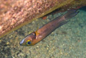 Neolamprologus furcifer Lupita N Louisy 150414A 0115bd R