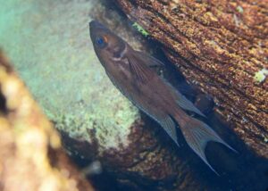 Neolamprologus timidus 'Lupita'