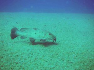 b3 aucheno occidentalis photo Denis Sabatier