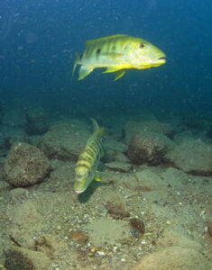 Boulengerochromis microlepis b4 B. microlepis photoPatrick Louisy 1