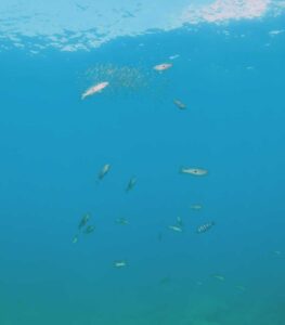 Alevins de Boulengerochromis attaqués b4 alevins B. microlepis photo Hervé Thedy