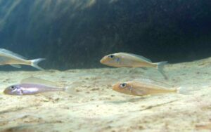 b5 Asprotilapia leptura photo Herv&eacute; Thedy