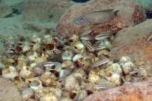 Neolamprologus callipterus & Telmatochromis vittatus