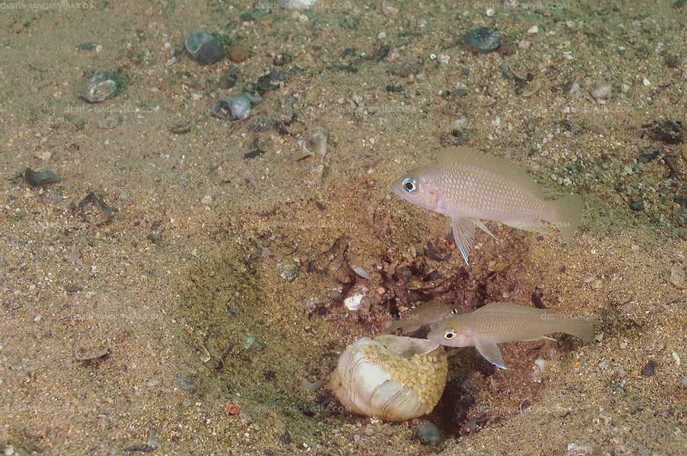 Neolamprologus caudopunctatus Neolamprologus caudopunctatus