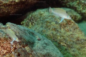 Neolamprologus sp. aff. leloupi Neolamprologus sp. aff. leloupi