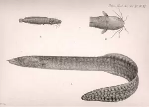 Mastacembelus moorii