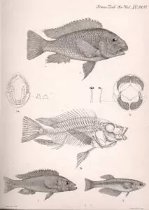 L'œuvre de George Albert Boulenger. 6 Dessins de : Petrochromis polyodon, Perissodus microlepis, Lamprichthys tanganicanus