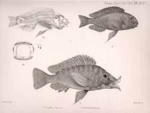 Repr&eacute;sentation d'apr&egrave;s nature de Tropheus moorii et Lobochilotes labiatus.