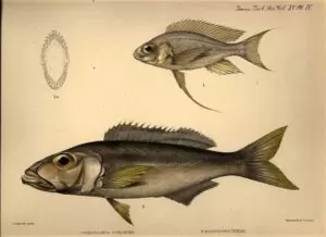Cyathopharynx furcifer, Bathybates ferox.
