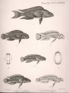Planches de descriptions de : Neolamprologus furcifer, Telmatochromis vittatus, Telmatochromis temporalis, Julidochromis ornatus