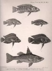 Planche de dessin : Lates microlepis, Neolamprologus fasciatus, Altolamprologus compressiceps, Variabilichromis moorii, Neolamprologus modestus
