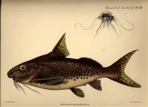 L'œuvre de George Albert Boulenger. 8 Aquarelle de Synodontis multipunctatus