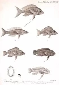 Planche de gravure : Gnathochromis pfefferi, Callochromis macrops, Ophthalmotilapia ventralis, Cyprichromis leptosoma, Eretmodus cyanostictus