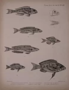 L'œuvre de George Albert Boulenger. 11 Lamprologus lemairii, Aulonocranus dewindti, Grammatotria lemairii