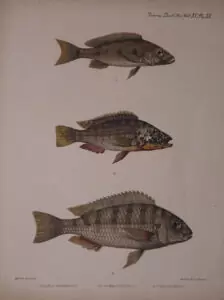 L'œuvre de George Albert Boulenger. 12 Boulengerochromis microlepis, Haplochromis horei, Limnotilpia dardennii