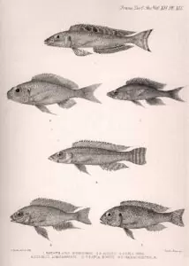 Paracyprichromis nigripinnis, Limnochromis auritus, Reganochromis calliurus, Enentiopus melanogenys, Ophthalmotalapia boops, Aulonocara trematocephalum.