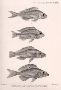 Haplochromis vittatus, Xenotilapia ornatipinnis, Trematocara unimaculatum, Protomelas pleurotaenia.