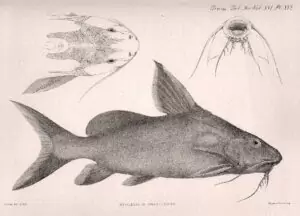 L'œuvre de George Albert Boulenger. 18 Synodontis granulosus.