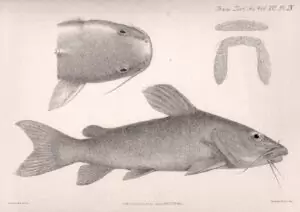 L'œuvre de George Albert Boulenger. 17 Chrysichtys brachynema.
