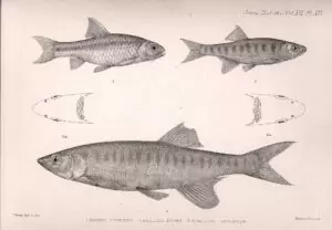 L'œuvre de George Albert Boulenger. 16 Barbus serrifer, Raiamas moorii, Opsaridum microlepis.