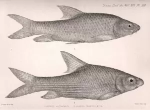 L'œuvre de George Albert Boulenger. 15 boulenger planche 1901 g