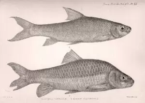 Acapoeta tanganicae, Barbus platyrhinus