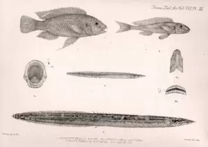 Gephyrochromis moorii, Asprotilapia leptura, Mastacembelus frenatus.