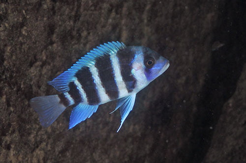 cyphotilapia gibberosa