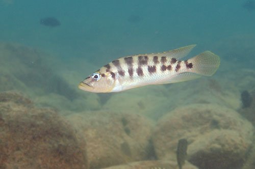 fasciatus