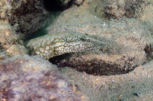 mastacembelus moorii