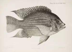 Tilapia latifrons = Tilapia rendalli