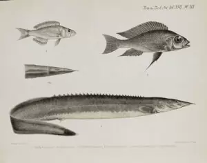 L'œuvre de George Albert Boulenger. 23 Trematocara nigrifrons, Cunningtonia longiventralis, Mastacembelus cunningtoni