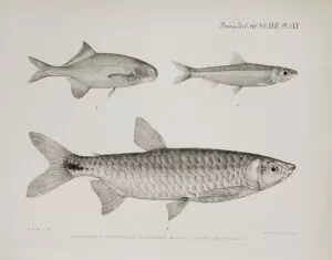 Hippopotamyrus discorhynchus, Limnothrissa miodon, Brycinus rhodopleura.