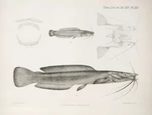 L'œuvre de George Albert Boulenger. 25 Dinotopterus cunningtoni, planche de description.