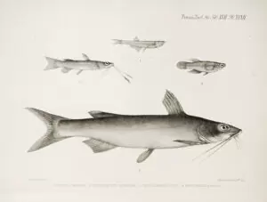 Bathybagrus sianenna , Chelaethiops minutus, Phyllonemus typus, Lacustricola pumilus.