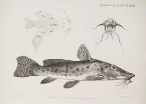 Auchenoglanis occidentalis tanganicanus.