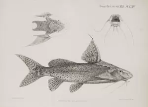 Synodontis melanostictus