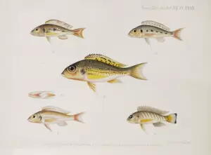 Callochromis pleurospilus, Limnochromis auritus.
