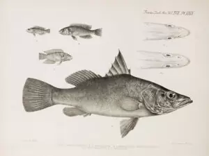 L'œuvre de George Albert Boulenger. 29 Lates angustifrons, Neolamprologus multifasciatus, Neolamprologus callipterus, Neolamprologus calliurus